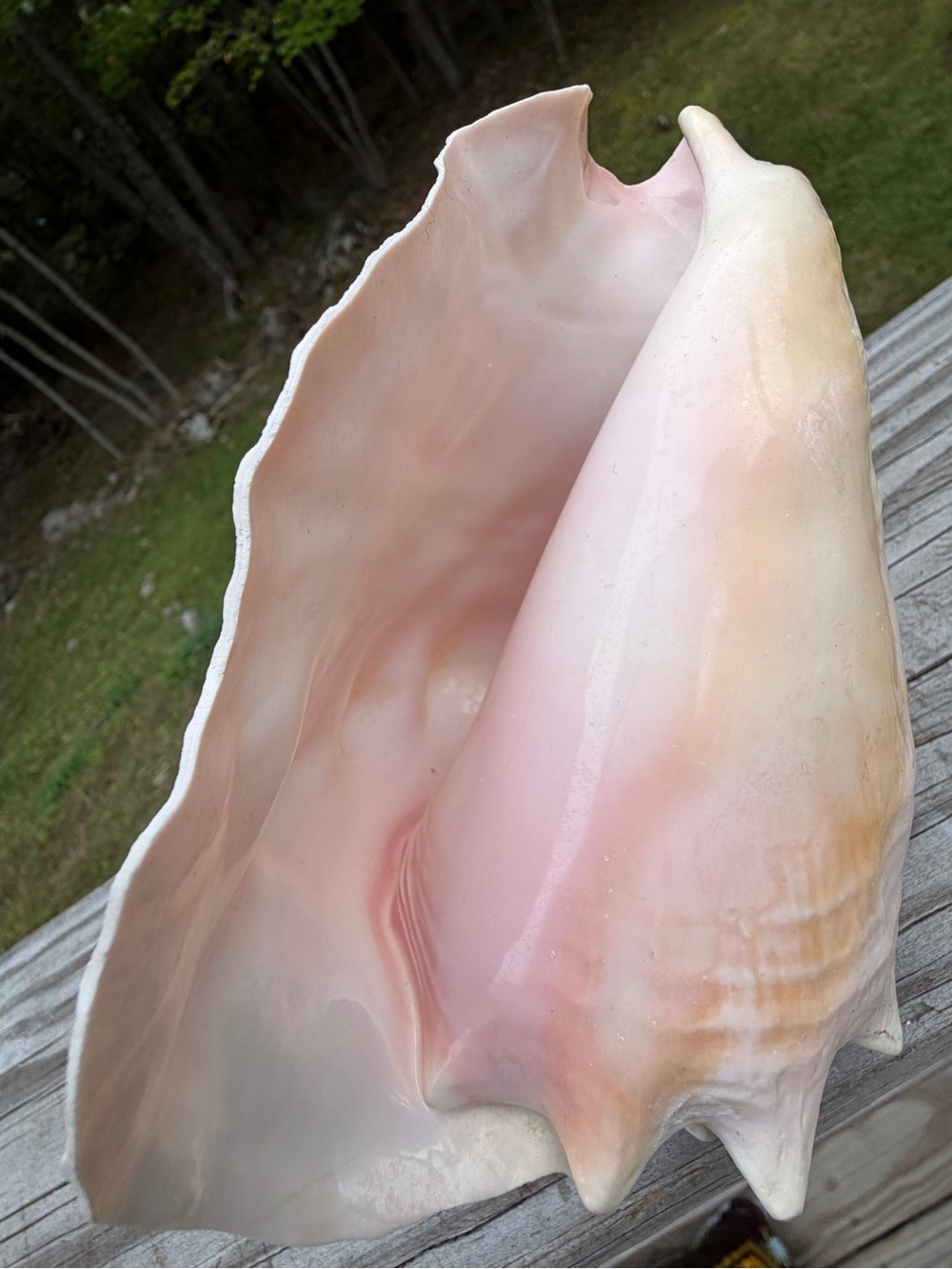 Queen Conch | SeaShell - Picture 4 of 13